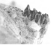 The mammal jaw Mary Walters found at the Eric the Red West site in 2006, prompting an annual field season there every year since. Image from the 2007 Dinosaur Dreaming Field Report.