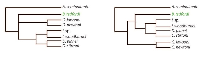 The phylogeny on the left shows the currently accepted position of B. tedfordi. The phylogeny on the right shows the position that Nguyen et al. 2010 found weak support for. Images modified from Nguyen et al. 2010.